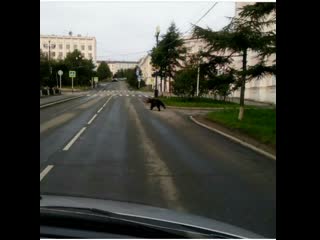 Полицейские загнали мишку в тупик и застрелили