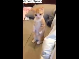 Котёнок ждёт, пока ему почистят кровать / cute kitten waiting patiently for his bed get clean