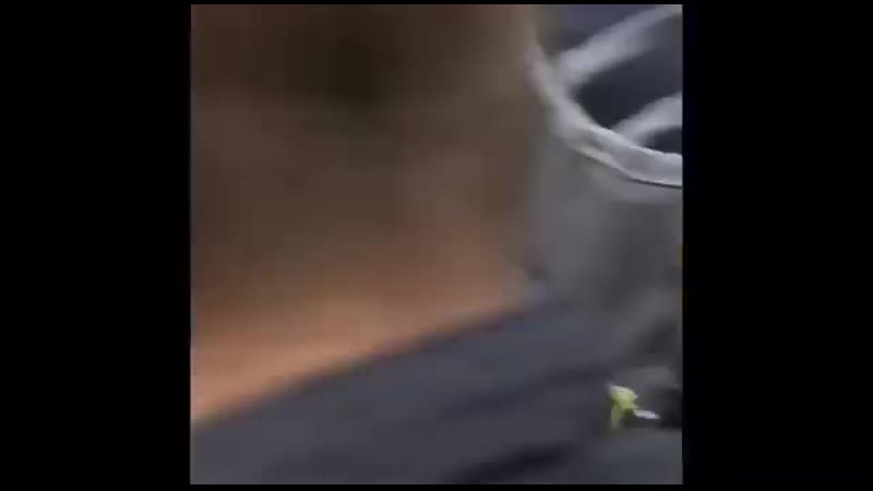 Afd abgeordneter des bundes karsten hilse wird zu #b1811 brutal fixiert