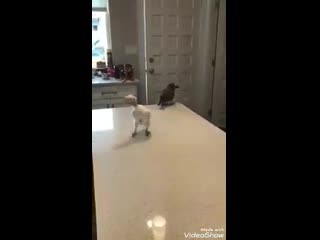 Колхозный панк