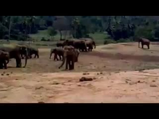 Март 2010 шри ланка слоновий питомник пиннавела