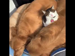 Cat love snuggling up with gentle golden dogs