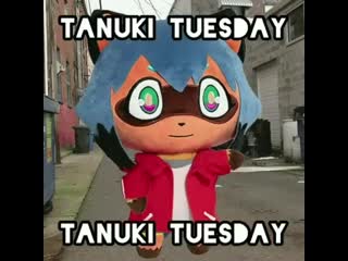 Tanuki tuesday