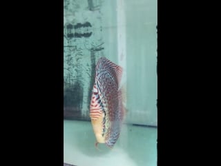 Fire ruby leopard монстрик)))))