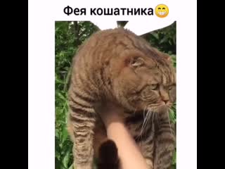 Мохнатый шмель на душистый хмель