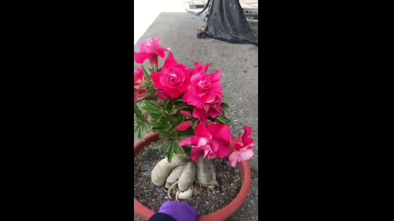 Camellia (red camellia)