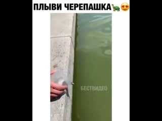 Плыви черепашка 🐢