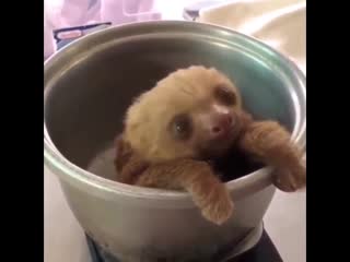 Hello, earthlings i am an alien from the planet sloth i came here in a flying bucket take me to your plants