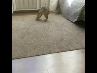 Монти тренирует кидать ей игрушку