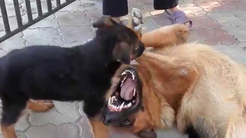 Молодые бой секс bloody fighting dogs немецкие овчарки одесса