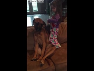 Маленькая девочка играет в доктора с терпеливой молодые / dog tolerates little girl playing doctor