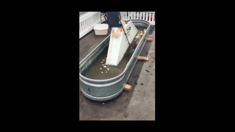 Утята развлекаются