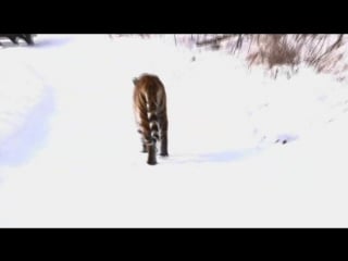 Amurskij tigr v tretem tisjaceletii 2010 xvid dvdrip exkinoray