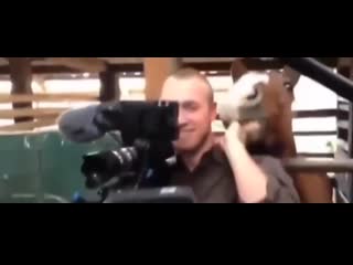 Приставучий жеребец