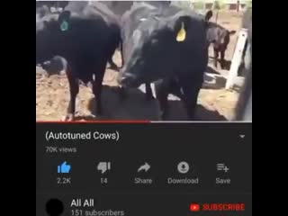 Cows mooing like a porn cudi