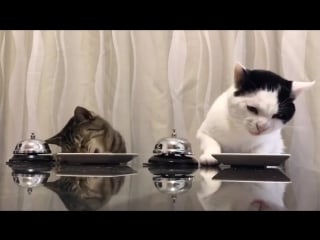 Дрессированные японские котыvideosos видео41