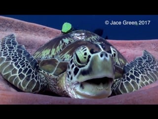 Night night! watch this clip of a very tired sea turtle settling in for a nap! stay tuned for the big yawn at the end hilarious