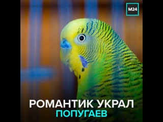 Вор украл попугая для девушки москва 24