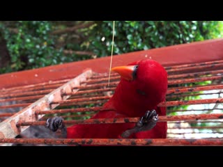 🎬 tom fisk close up view of a red parrot 🌌 porn (no copyright video 135) [4k]