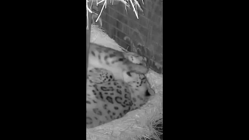 Снежные барсы