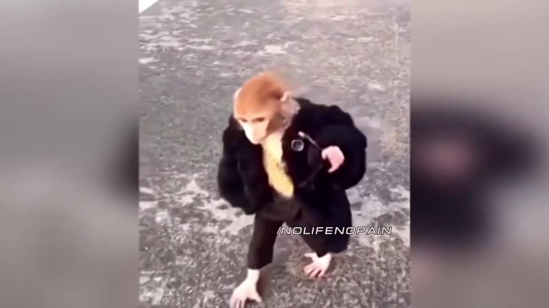 Ержан флексит