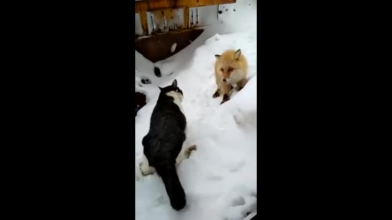 Наглая рыжая морда