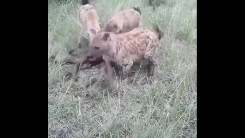 Гиены убивают детёныша буйвола на глазах его матери