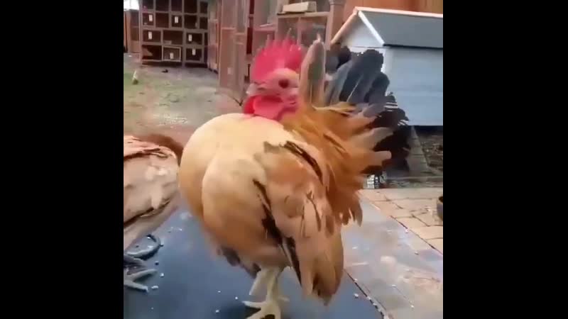 Бравый солдат