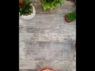 Домашний киндер пингви