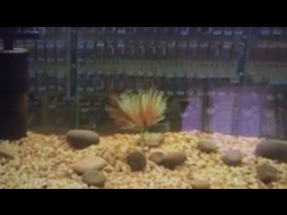 Th tackle zoe jointed