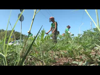 На улице крымской выкосили амброзию