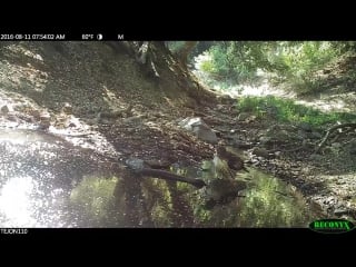 Juvenile red tailed hawk on tejon ranch