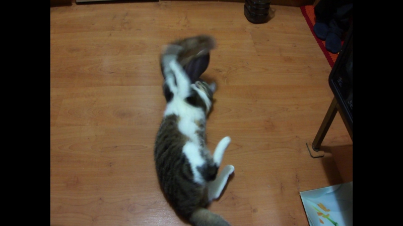 Мой кот вася против норковой шапки бедная шапка!