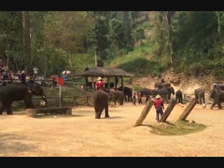 Wcgw if i make elephants play football with their huge bodies and legs