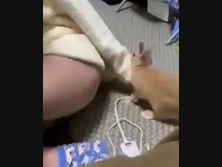 Кролик трахает руку
