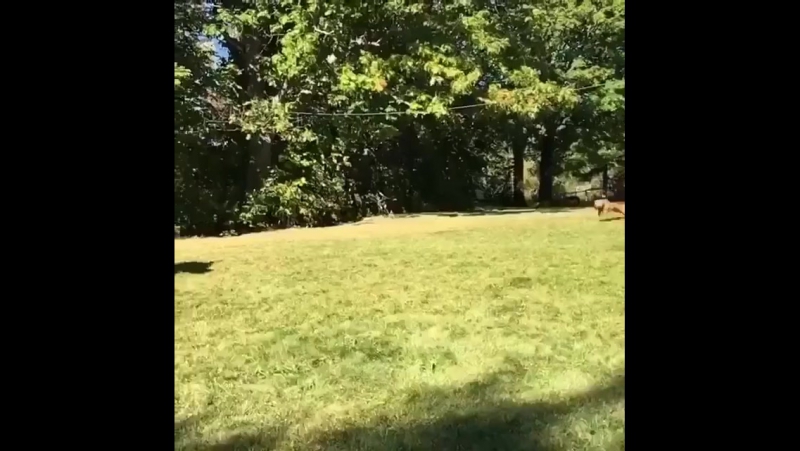 Пёсики учатся убивать