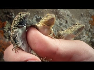 These lizards have been playing rock paper scissors for 15 million years (deep look)