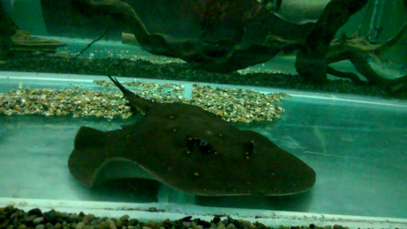 Пресноводный скат mp4 hq xxx video