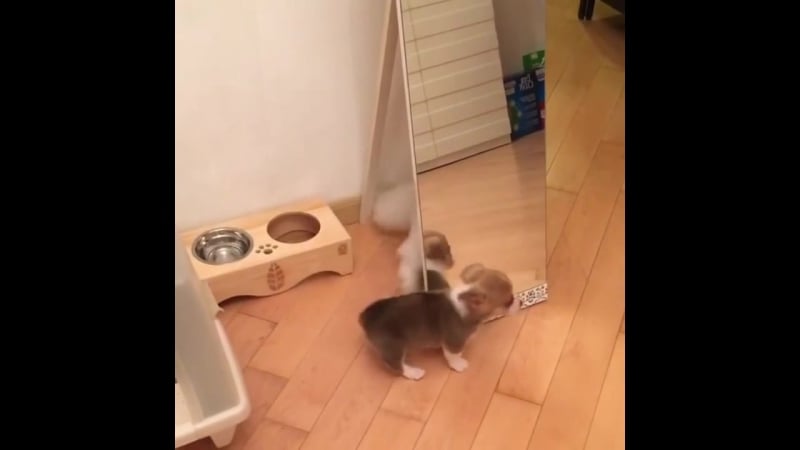 Котей играется с молодые