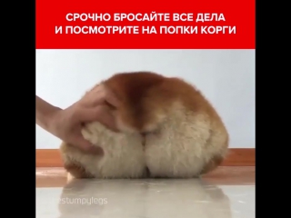 Попки корги