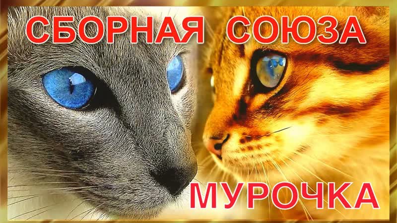 Мяу мурочка сборная союза