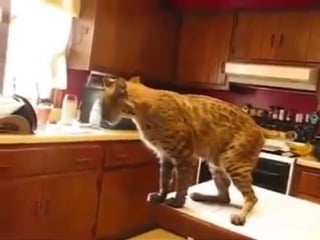 A bobcat showing his love