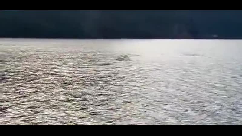 Морская выдра запрыгнула в лодку к жителю американского штата аляска в заливе качемак и спаслась от охотившихся на нее косаток