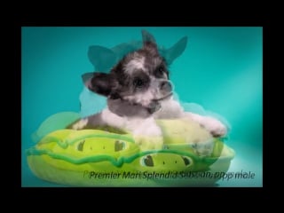 Premier mari splendid sebastian 20 11 16