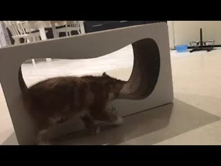 Видео от когтеточки alma cat