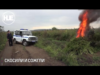 В жуковском полицейские уничтожили поле конопли