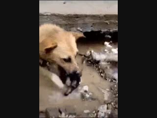 The dog struggled to get into sewage to get her baby out