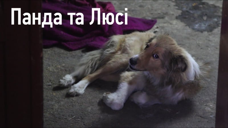 Пес панда та його сестра люсі