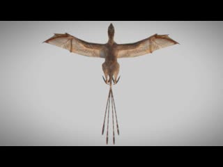 A membranous winged 163 million year old non avian theropod, ambopteryx longibrachium, from china (720p) (via skyload)