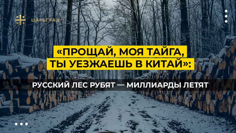 «прощай, моя тайга, ты уезжаешь в китай» русский лес рубят – миллиарды летят